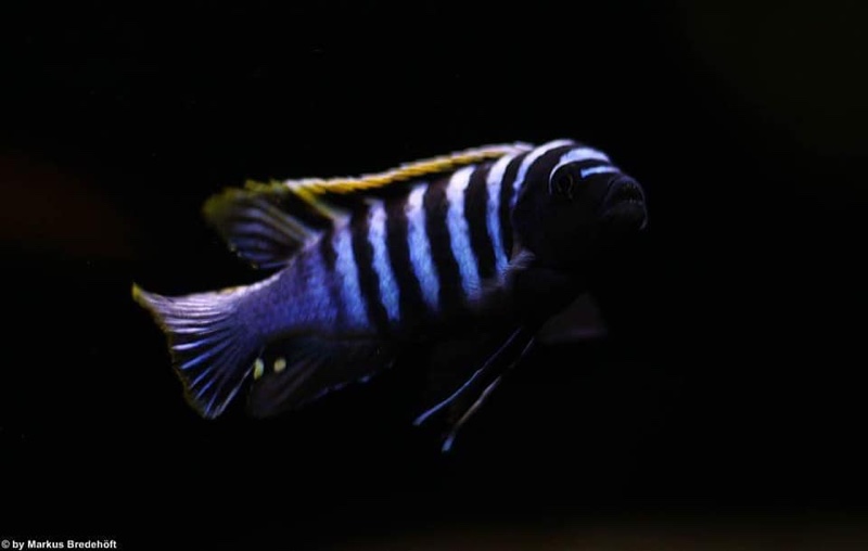Cynotilapia zebroides 'Likoma Island'